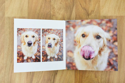 Tierfotograf Hundefotograf Fotograf Fotostudio Hund Welpe Welpen Hunde Fotoshooting Rheinfelden Lörrach Basel Freiburg im Breisgau Bern Schweiz Zürich Hundefotografie Hundeshooting Hundefotoshooting Hundefotos Hundeportrait Hundeporträt Rassehund