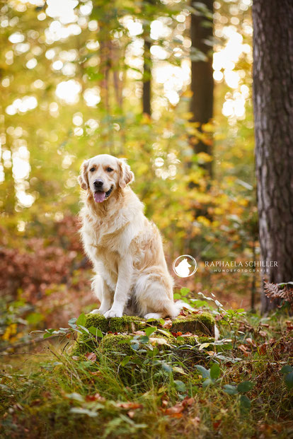 Tierfotograf Hundefotograf Fotograf Fotostudio Hund Welpe Welpen Hunde Fotoshooting Rheinfelden Lörrach Basel Freiburg im Breisgau Bern Bad Säckingen Zürich Hundefotografie Hundeshooting Hundefotoshooting Hundefotos