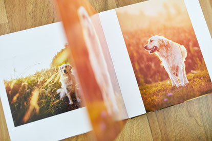 Tierfotograf Hundefotograf Fotograf Fotostudio Hund Welpe Welpen Hunde Fotoshooting Rheinfelden Lörrach Basel Freiburg im Breisgau Bern Schweiz Zürich Hundefotografie Hundeshooting Hundefotoshooting Hundefotos Hundeportrait Hundeporträt Rassehund