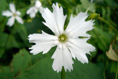 センジュガンピ (千手岩菲)　　大好きな花の一つです