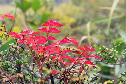 ヤマウルシの紅葉