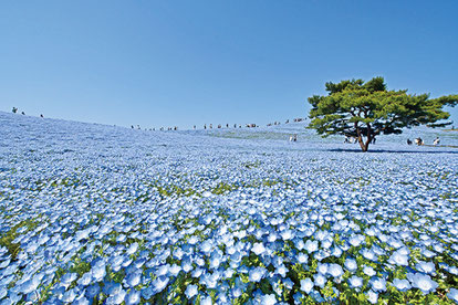 画像提供： 国営ひたち海浜公園