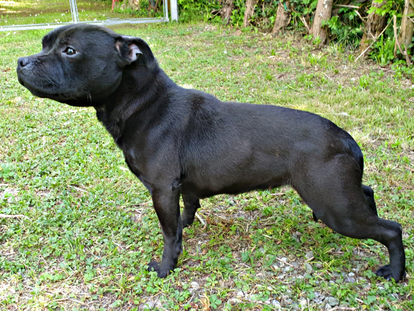 Shelby ( Staffordshire Bull Terrier )