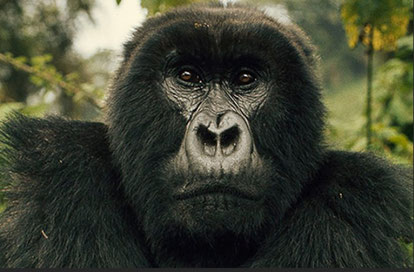 Foto zeigt DIGIT, den Lieblingsgorilla von Dian Fossey, der von Wilderen getötet wurde, als Fossey noch lebte 