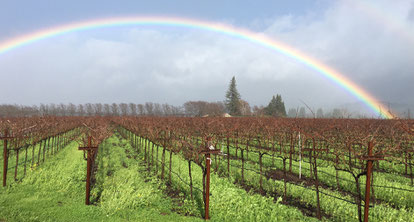 A full arc rainbow in the sky over an Oakville vineyard