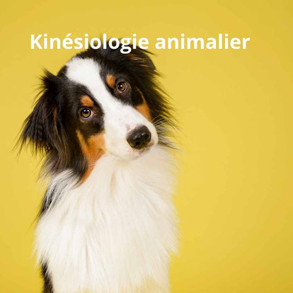 kinesiologie animale à Tours, kinesiologie à la membrolle sur choisille - annuaire de thérapeutes Via Energetica