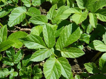 Gierschpflanzen in meinem Garten. Copyright: Manuela Krämer