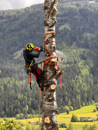 Baum entfernen im Lungau, Problembaumfällung, Spezialbaumfällung, Fichte fällen, Baumabtragung, Baumkletterer, Baumgutachten, Wurzelstockfräsen, Lungau, Pongau, Salzburg, Kärnten, Spittal, Tamsweg, St. Michael Lungau, Baumfällung, Baumschnitt,