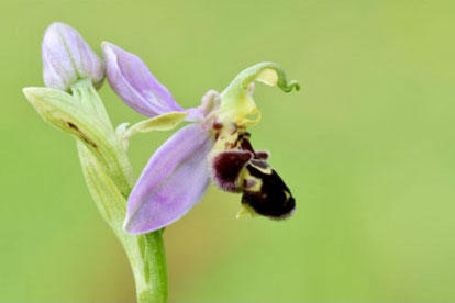 Bienen-Ragwurz (Foto von Dr. E. Pfeuffer)