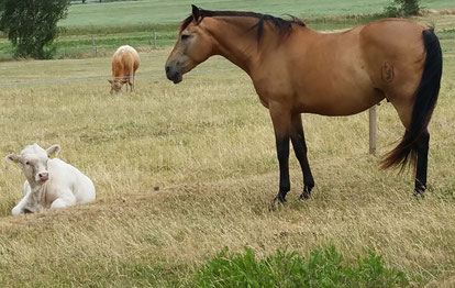Ein Kalb und ein Pferd blicken sich an