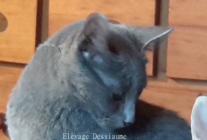 Chatterie Dessiaume Des Bois De Ciaum Bleu Russe Site De Bleu Russe Chatterie Dessiaume Des Bois De Ciaum Bleu Russe Site De Bleu Russe