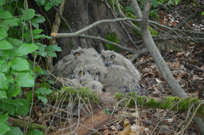 Uhunachwuchs bei Daschendorf, Bild: Martin Wölker