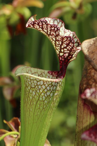 Sarracenia Leucophylla Red Fat Pitchers - Schlauchpflanze Kultivar Red