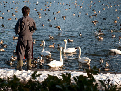 升潟で白鳥を餌やりするますがた荘当主の後ろ姿