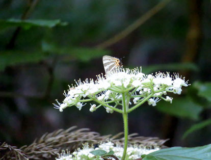 ガマズミで吸蜜するトラフシジミ（春型）。