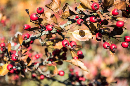 Weißdorn Herbst Blätter Früchte