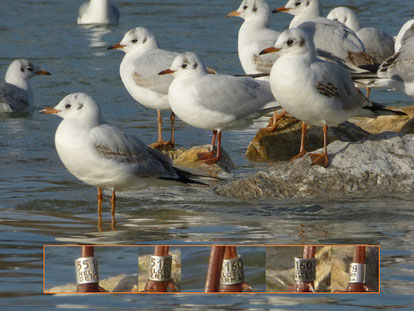 Beringte Lachmöwen (Foto: Jan Brinke)