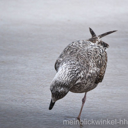 Möwe Strand Yoga Entspannung Meer Ostsee Nordsee