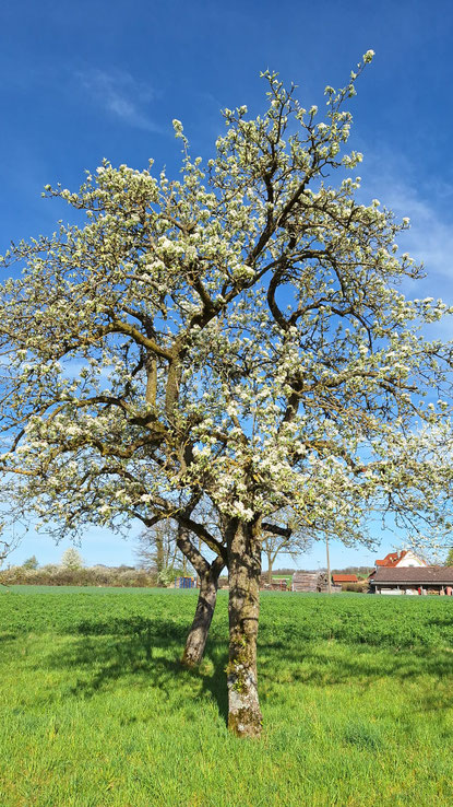 Obstwiese der Brennerei Scheurer im Fränkischen Seenland