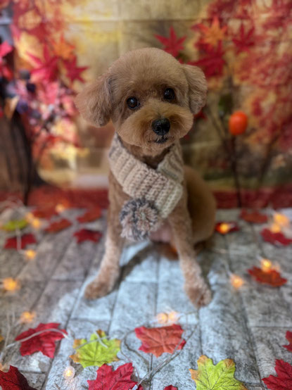 遠くを見つめる犬