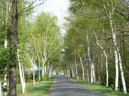 Die Eickedorfer Strasse
