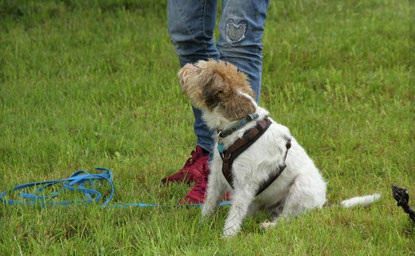 Hundetrainer leitet Praxistransfer an