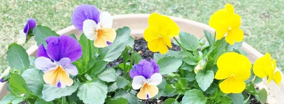 ビオラの花