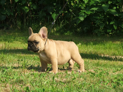 Die Franzosische Bulldogge Annemarie Meyer Bremen Welpen Vom Kaiserlichen Kaiserbully Hamburg Franzosische Bulldogge