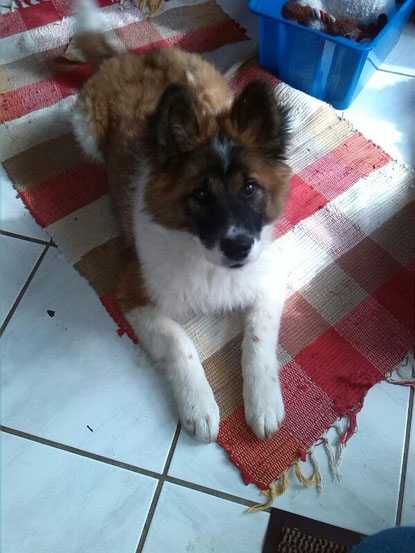 Balino