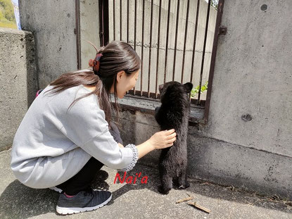 熊と会う,仙台スピリチュアル,福島スピリチュアル,北上整体,一関霊能者