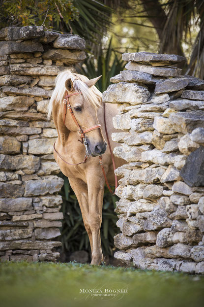 Lusitano in Portugal, Monika Bogner Photography, Fotoshooting mit Pferd, Pferdefotografie