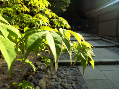 ライブペイント　しきさいの庭　南禅寺　ロケハン