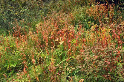 ハクサンタイゲキの草紅葉