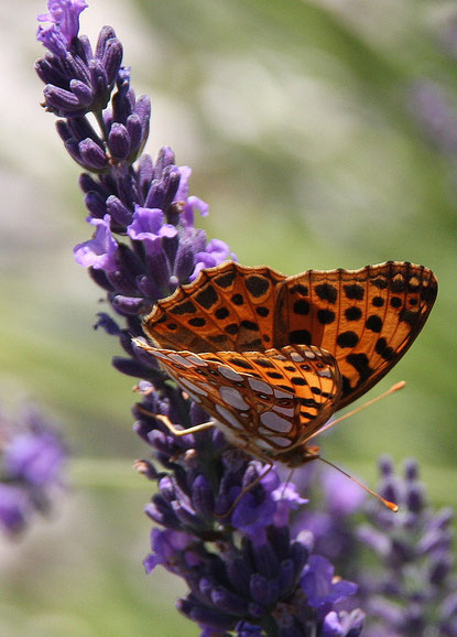 Bild: Schmetterling am Lavendel
