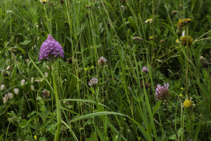 Bild: Flora am Wanderweg in den Cirque de Gavarnie