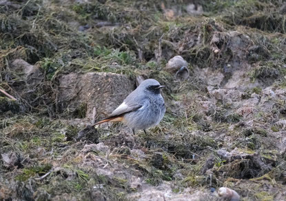Hausrotschwanz Männchen © Werner Kiermaier