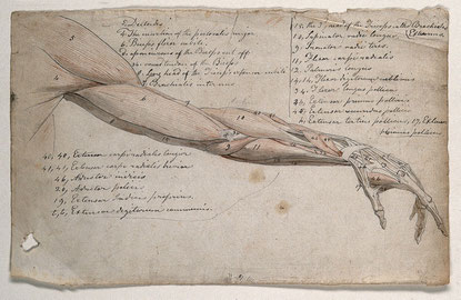 "Arm and Hand" by C. Landseer (1815).