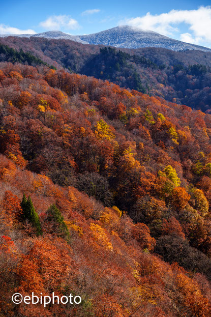 雪の西吾妻山と紅葉