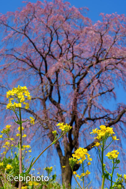 三春町の桜