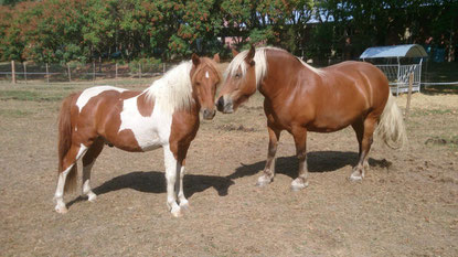 Nikon et Griotte, deux des poneys de l'hôpital.