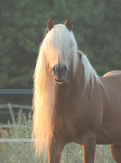 Quorum Star de la Cos, étalon Haflinger