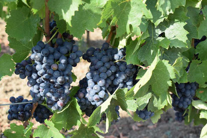 gamay-saint-romain-vignoble-de-loire