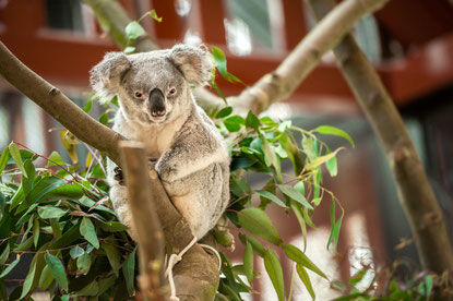 Koala Guwara © ZOO Antwerpen / Jonas Verhulst