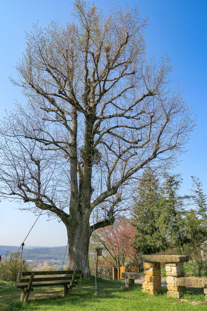 © Traudi - Friedenslinde in Esslingen-Zell