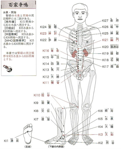 足少陰腎経