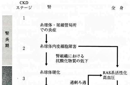 炎症と抗酸化物質の低下