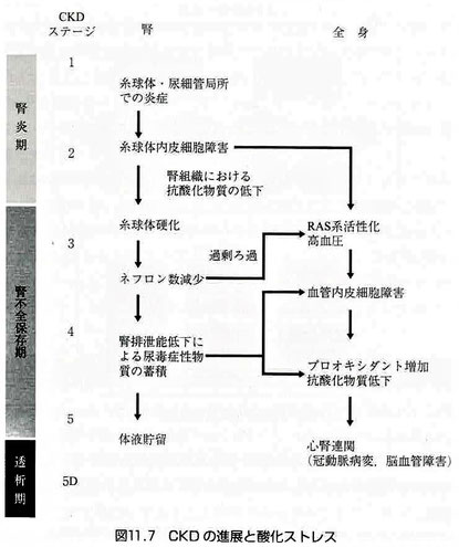 CKDの伸展と酸化ストレス