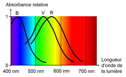 Réponse des cônes à la longueur d'onde de la lumière