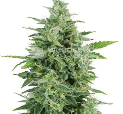 OG Kush Cannabis Sorte