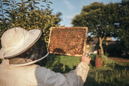 Essain d'abeilles Morbihan (Mathieu Audo apiculteur transhumant miel pain d'épices pollen)